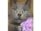 Adopt SHADOW a Gray or Blue Domestic Shorthair  Mixed (short coa