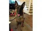 Adopt Kylie a German Shepherd Dog