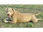 Adopt Dolly s puppy-Penny Lane a Labrador Retriever