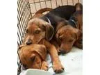 Adopt 3 Hound Puppies a Hound (Unknown Type)  Redbone Coonhound 