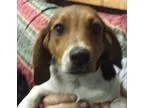 Adopt Bridgette a Tricolor (TanBrown and Black and White) Beagle