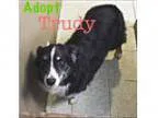Adopt Trudy a Australian Shepherd