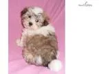 Hazel Female Havanese puppy for Sale in Ohio