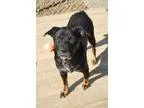 Adopt Timmy a Black - with Brown Red Golden Orange or Chestnut R