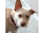 Adopt Borris a Dachshund Terrier