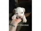 Adopt Cherokee a Pit Bull Terrier