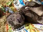 Adopt Periwinkle a Cane Corso Mastiff