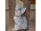 Adopt DAPHNE - GREAT GIRL a Gray Blue or Silver Tabby Domestic S