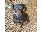 Adopt Ranjan Kipling a Dachshund