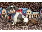 Adopt Snickers Montgomery a Shih Tzu