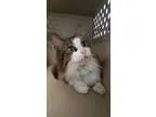 Adopt Macy a Norwegian Forest Cat  Mixed (medium coat) cat in Sc