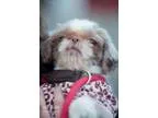 Adopt Addie a TanYellowFawn - with White Shih Tzu  Mixed dog in 