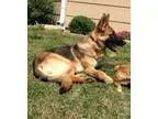 Adopt Elise a German Shepherd Dog  Mixed dog in Wichita KS (1530