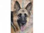 Adopt rita Von Rims a German Shepherd Dog