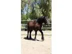 Gypsy Vanner Friesian Cross filly Stunning and fancy mover