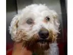 Adopt Hopper in New England a White Poodle (Miniature)  Mixed do