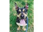 Adopt Reddington a Rottweiler  Basset Hound  Mixed dog in Atlant