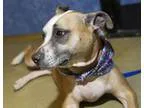 Adopt Phoenix a Basenji Boxer