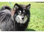 Adopt Dylan a Alaskan Malamute