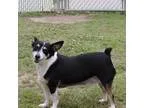 Adopt Jake a Jack Russell Terrier