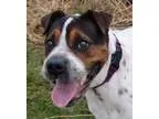 Adopt Rosa a Pit Bull Terrier  Mixed dog in Duncan BC (14579668)