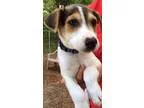 Adopt Hutch a Retriever Beagle