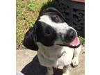 Adopt Morgan a Cattle Dog