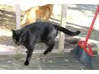 Adopt Leonitis a All Black Domestic Shorthair (short coat) cat i