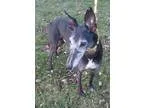 Adopt Blackjack a Greyhound