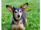 Adopt Chocolate (D11-248) a Black - with Tan Yellow or Fawn Dach