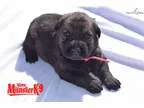 Top Quality Pomeranian Puppies Available