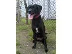 Adopt Hibachi a Black - with White Labrador Retriever  Mixed dog