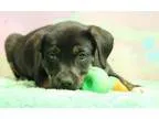 Adopt Chocolate Puppy Godiva (Has application) a BrownChocolate 