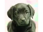 Adopt Chocolate Puppy Ferrero (Has application) a BrownChocolate