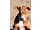 Adopt Mikey a Labrador Retriever