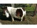 Pregnant Blue Eyed Miniature For Sale