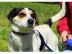 Adopt Buster a Beagle Jack Russell Terrier