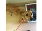 Adopt FLORA a German Shepherd Dog Australian Cattle Dog (Blue He