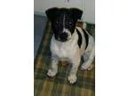 Sasha - Female Shepherd (Unknown Type)Hound (Unknown Type) Mix