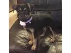 Adopt Peggy a Dachshund Miniature Pinscher