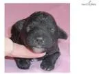Puffin II Miniature Poodle Puppy for Sale in Ohio