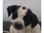 Adopt Winnie a Australian Cattle Dog (Blue Heeler)