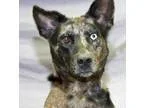 Adopt Sylvia a Australian Shepherd  Australian Cattle Dog  Mixed