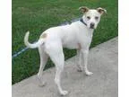 Adopt Sammy a Jack Russell Terrier Labrador Retriever