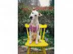 Adopt Daisy a Cattle Dog Terrier