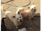 Adopt COSMO and LUNA a TanYellowFawn Norwich Terrier  Norfolk Te