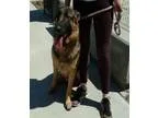 Adopt Buddy a German Shepherd Dog