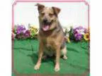 Adopt MAGGIE a Tricolor (TanBrown and Black and White) Australia