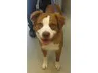 Adopt zeus a Australian Shepherd  Mixed dog in Johnson City TN (