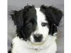 Adopt Mac a Border Collie  Corgi  Mixed dog in Modesto CA (15361